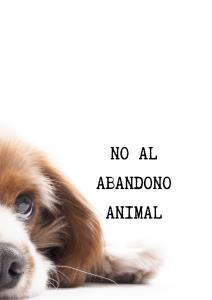 CAMPAÑA MASCOTAS 2024